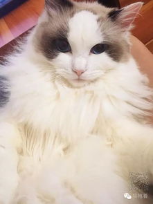 宠物猫怎么参赛