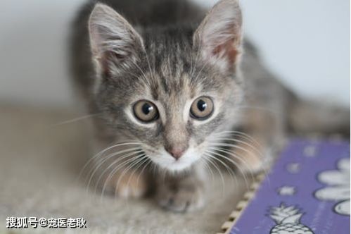 不大便的宠物猫怎么办呀