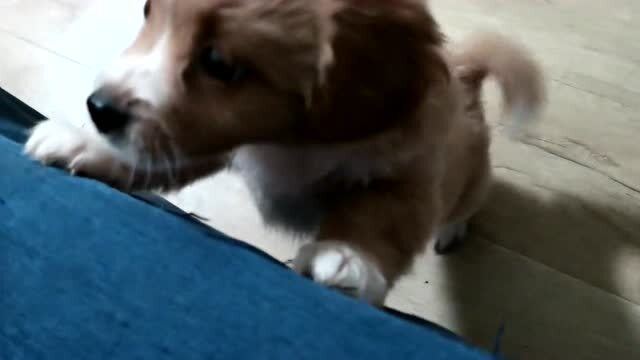 宠物狗会叫不停怎么办呀
