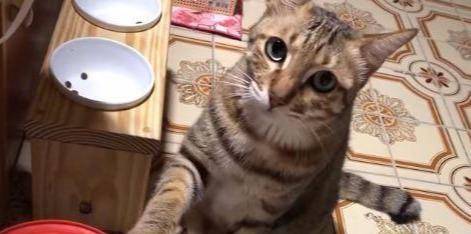 宠物猫没吃的了怎么办