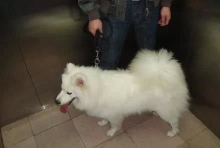 宠物狗坐电梯被夹怎么办