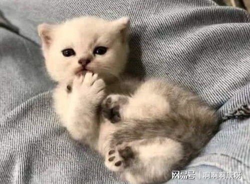 宠物狗怎么用猫砂盆养的