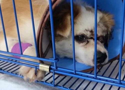 宠物狗一直看自己怎么办