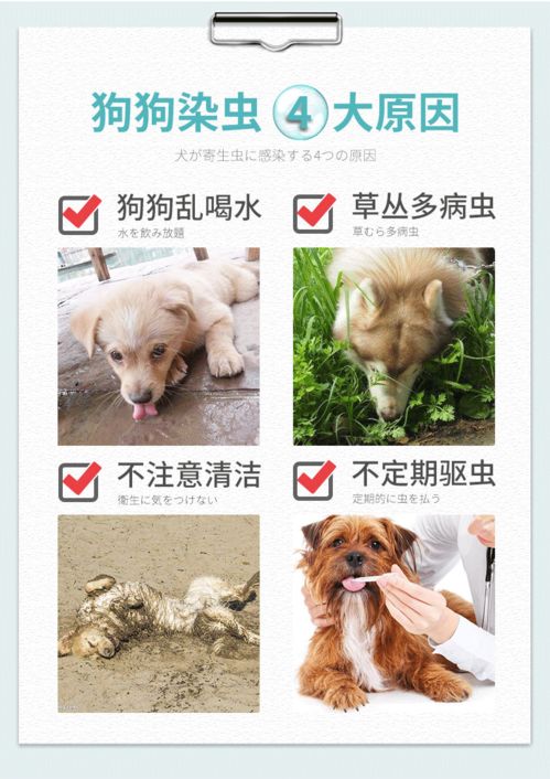 宠物狗的打虫药怎么吃