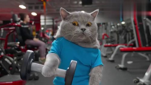 宠物猫怎么健身的