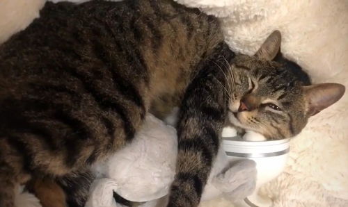 流浪猫咬宠物狗怎么办呢