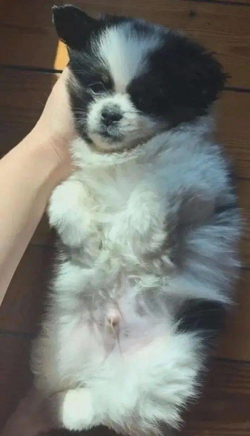 养宠物狗身上长痘怎么办