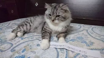 宠物猫袋怎么做