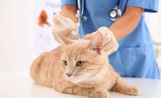 宠物猫狗怎么打疫苗
