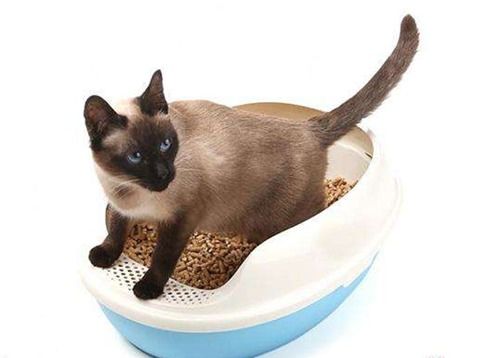 宠物猫咪猫砂怎么使用