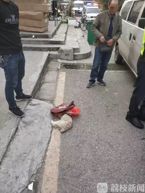 宠物狗撞向主人怎么办啊