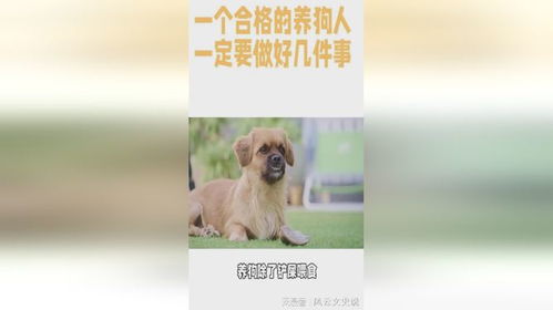 一个人怎么养好宠物狗