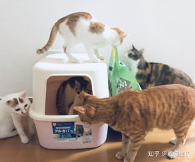 宠物猫怎么日常清洁