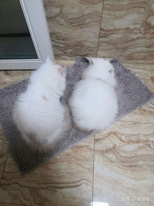 宠物猫怎么运过来