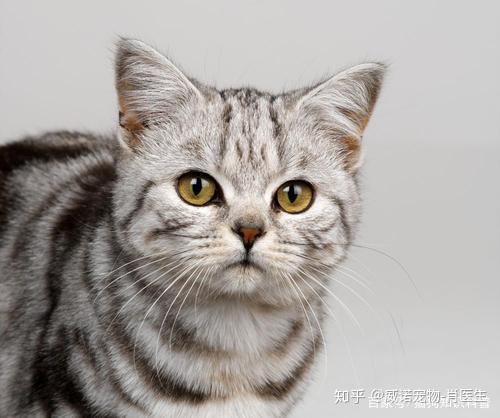 宠物猫指甲怎么弄