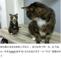 宠物猫怎么带出国旅游