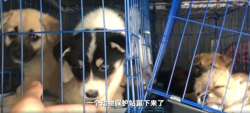 成都寄宠物狗怎么寄的啊