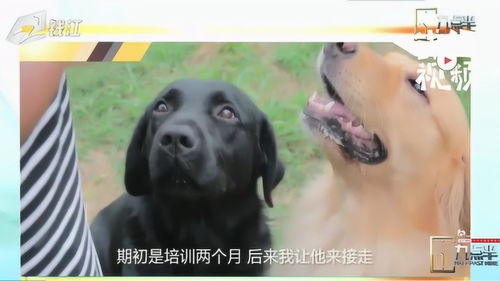 怎么携带两只宠物狗回家