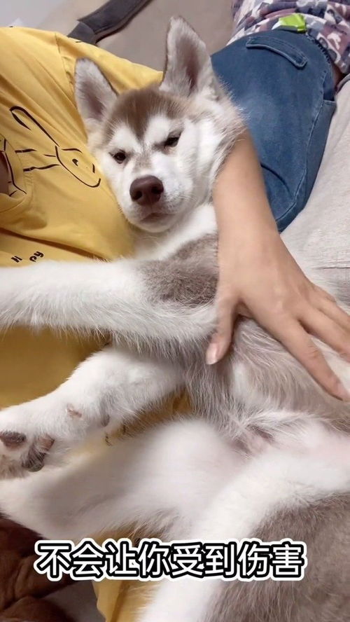 怎么让宠物狗更听话一点