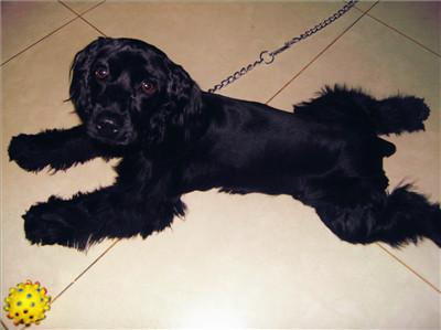 可卡犬多少钱一只