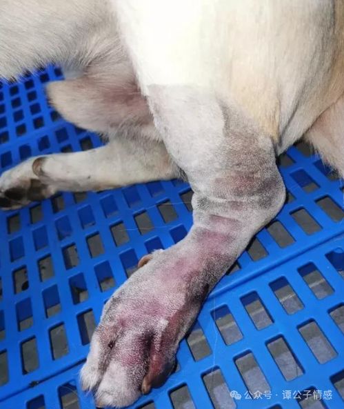 宠物狗被蛇咬伤怎么办