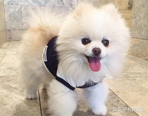 养殖宠物狗博美怎么养的