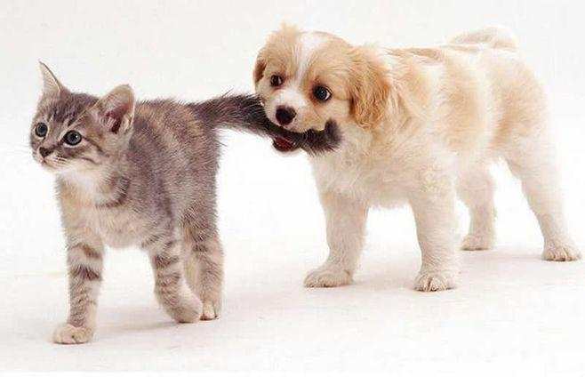 宠物狗是怎么变成猫的呢