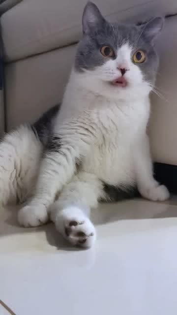怎么哄宠物猫开心