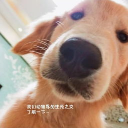 宠物狗炖狗肉怎么做的