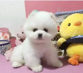 小孩的小宠物狗怎么养好
