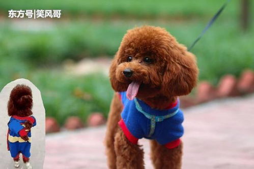 怎么给宠物狗泰迪穿衣服