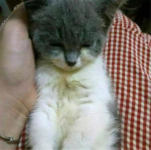 流浪的宠物猫捡回家怎么办