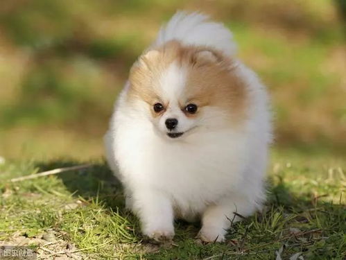 博美犬狗粮多少钱