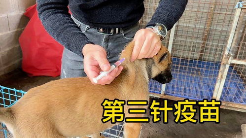 三针疫苗宠物狗怎么打