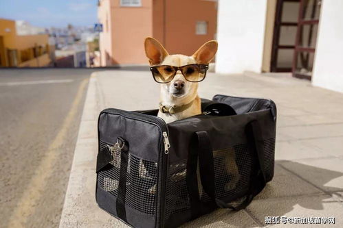 宠物狗一般怎么托运回国