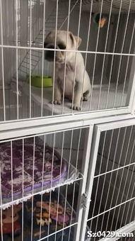八哥宠物狗怎么样养