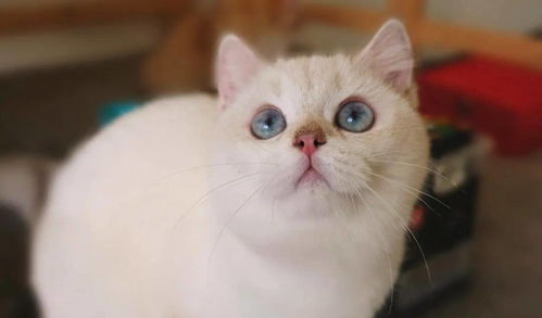 宠物猫怎么药浴