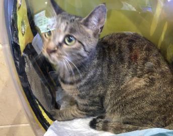 嵊州宠物猫寄养怎么收费