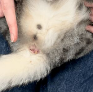 宠物猫挤肛门腺会怎么样