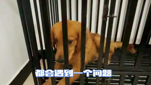 宠物狗被关笼子怎么办啊