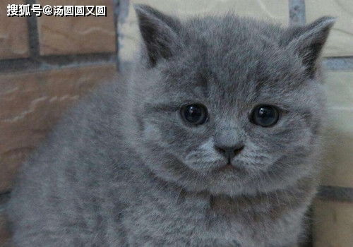 怎么给宠物猫灌肠