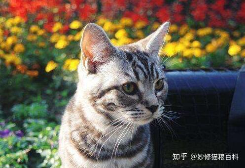 小猫的寿命是多少年