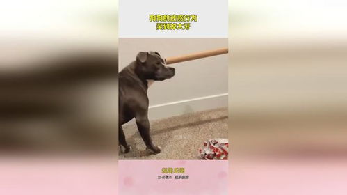 宠物狗掉大牙怎么回事啊