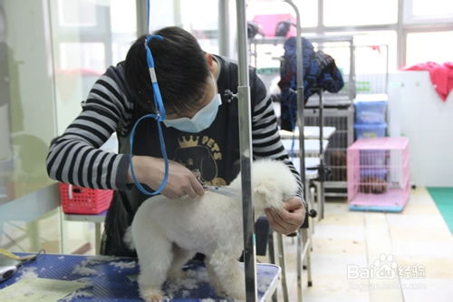 学宠物狗美容师怎么样啊