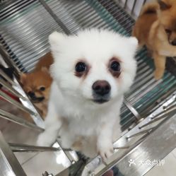 宠物狗投喂时间怎么算的