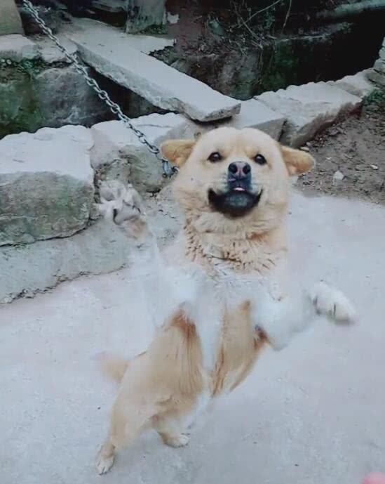多年不见宠物狗怎么办呢