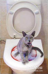 宠物猫怎么训练上马桶