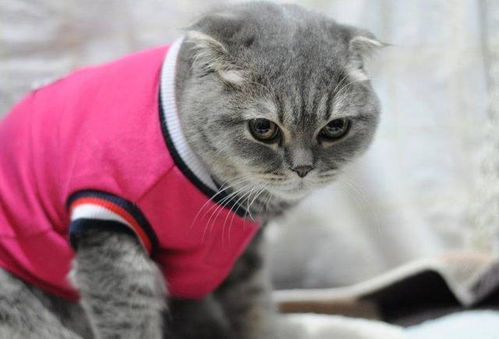 冬天怎么养宠物猫