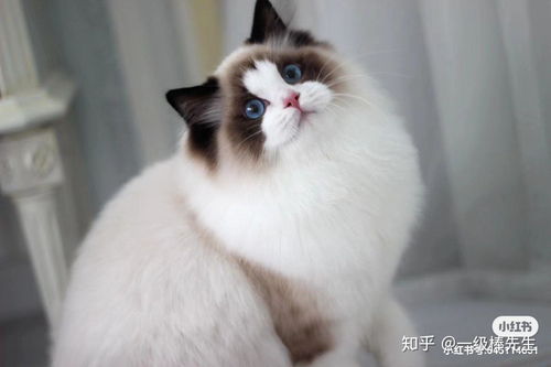 一只布偶猫多少钱