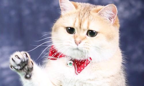 买了宠物猫怎么评价